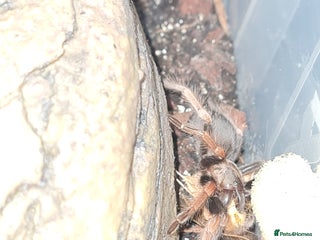 Tarantulas invertebrates Juvenile mexican fire leg for sale - Advert 2