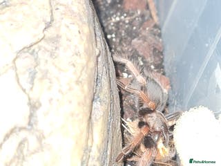 Tarantulas invertebrates Juvenile mexican fire leg for sale - Advert 15