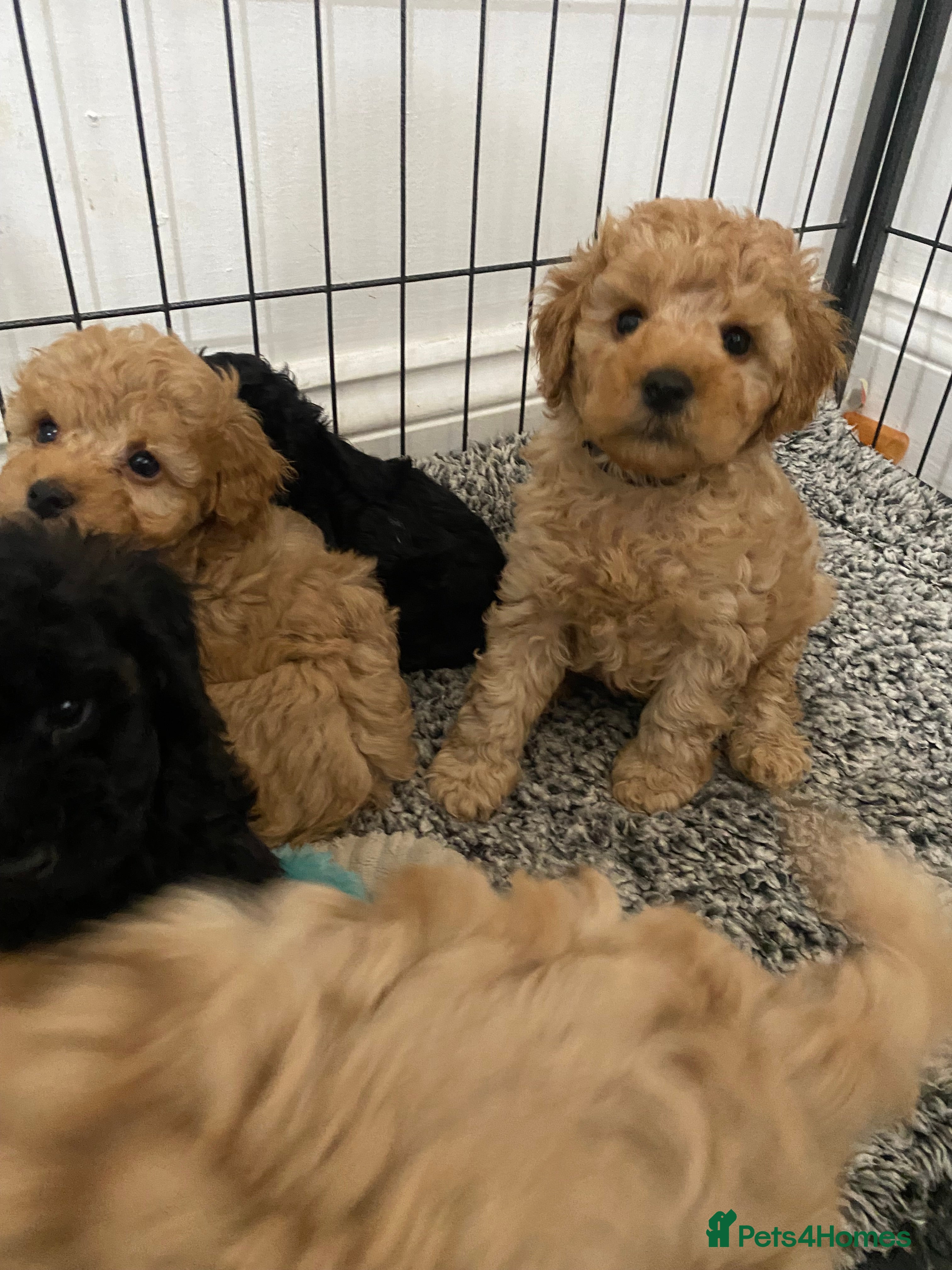Toy Poodle dogs Toy Poodles KC Registered Health Tested Parents - Advert 5