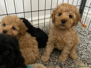 Toy Poodle dogs Toy Poodles KC Registered Health Tested Parents - Advert 5