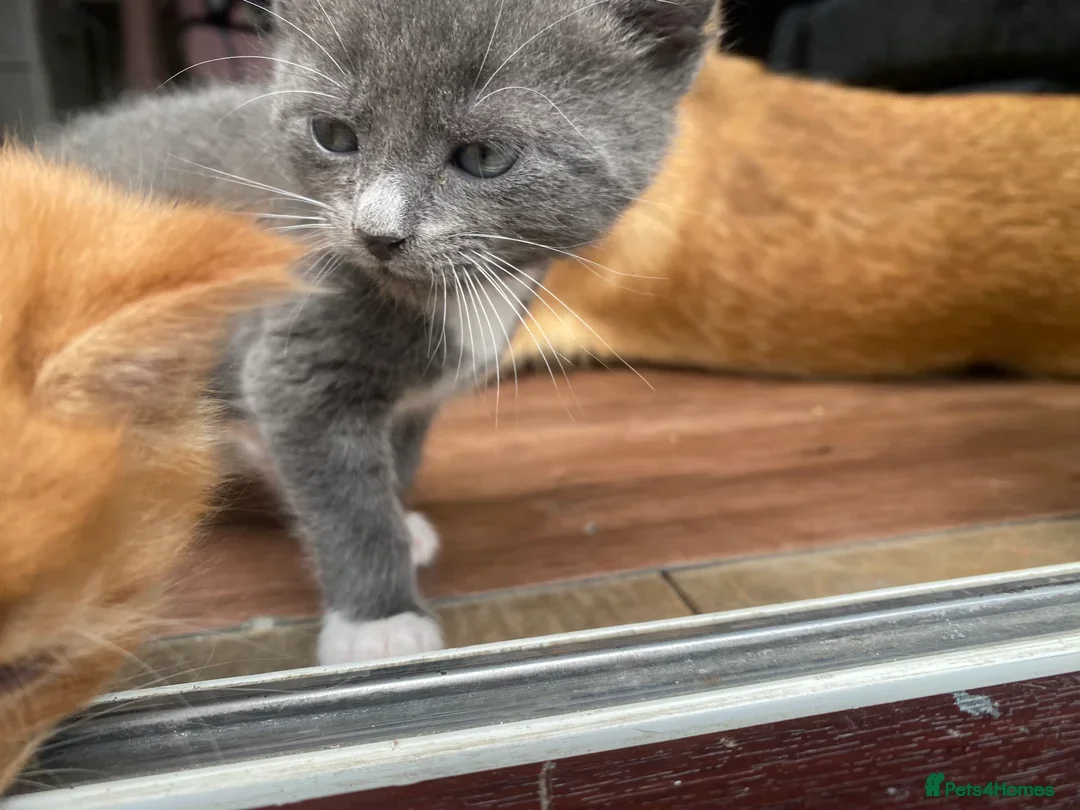 British Shorthair cats for sale: Female 9 week old kitten  - Image 4