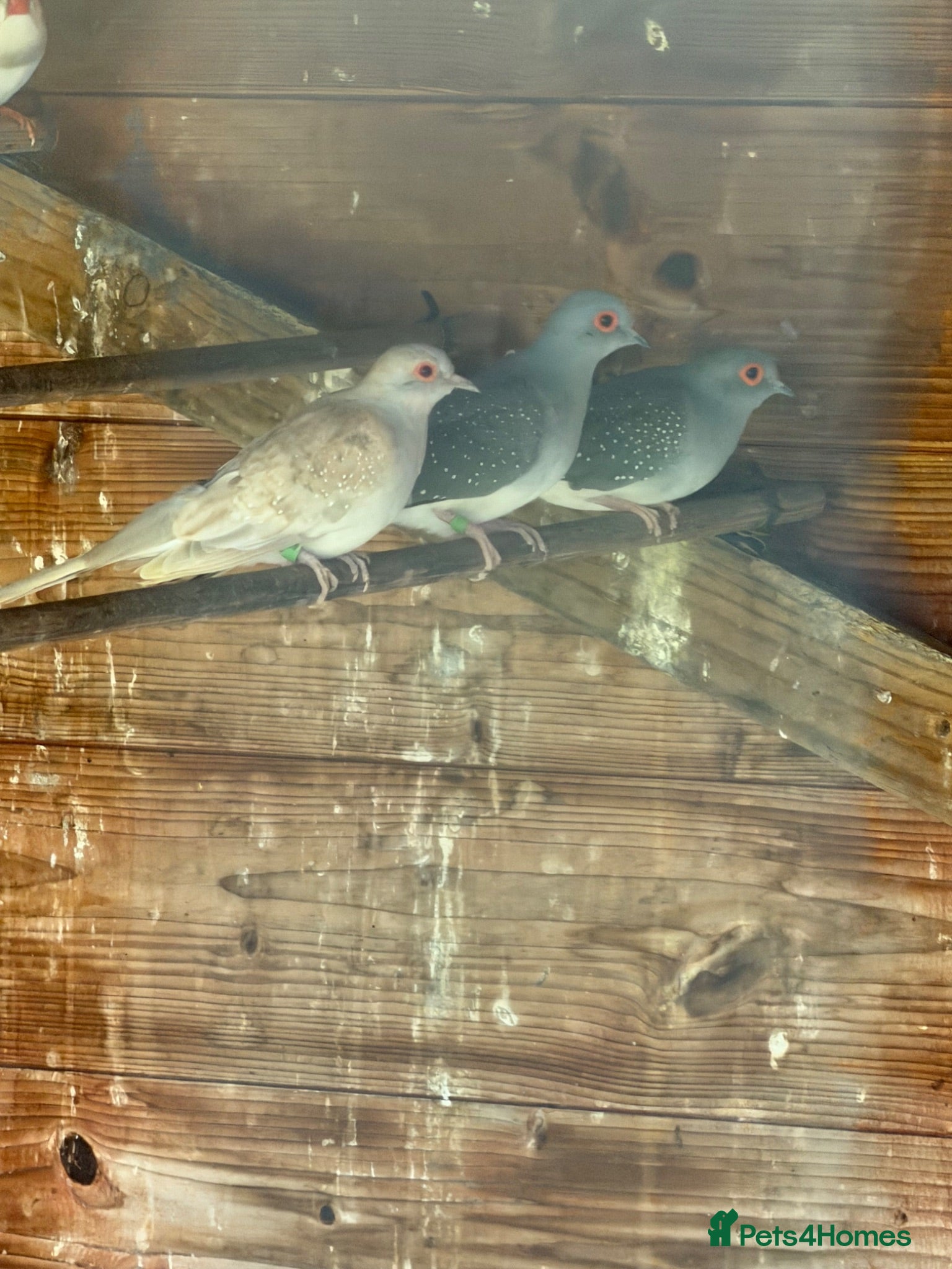 Doves birds Diamond Doves - Advert 2