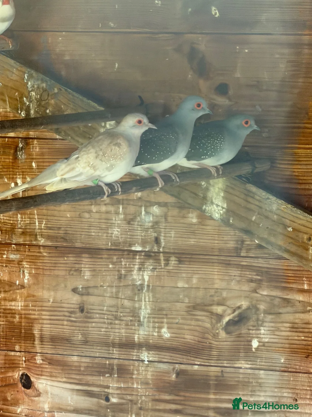 Doves birds for sale: Diamond Doves in Bognor Regis - Advert 2