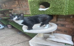 Mixed Breed cats for sale: Lots of cats/kittens up for adoption  - Image 12