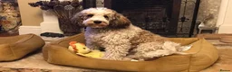 Mixed Breed dogs for sale: Rare Parti Colour CockalierPoos 5* breeder of 25yr - Advert 13