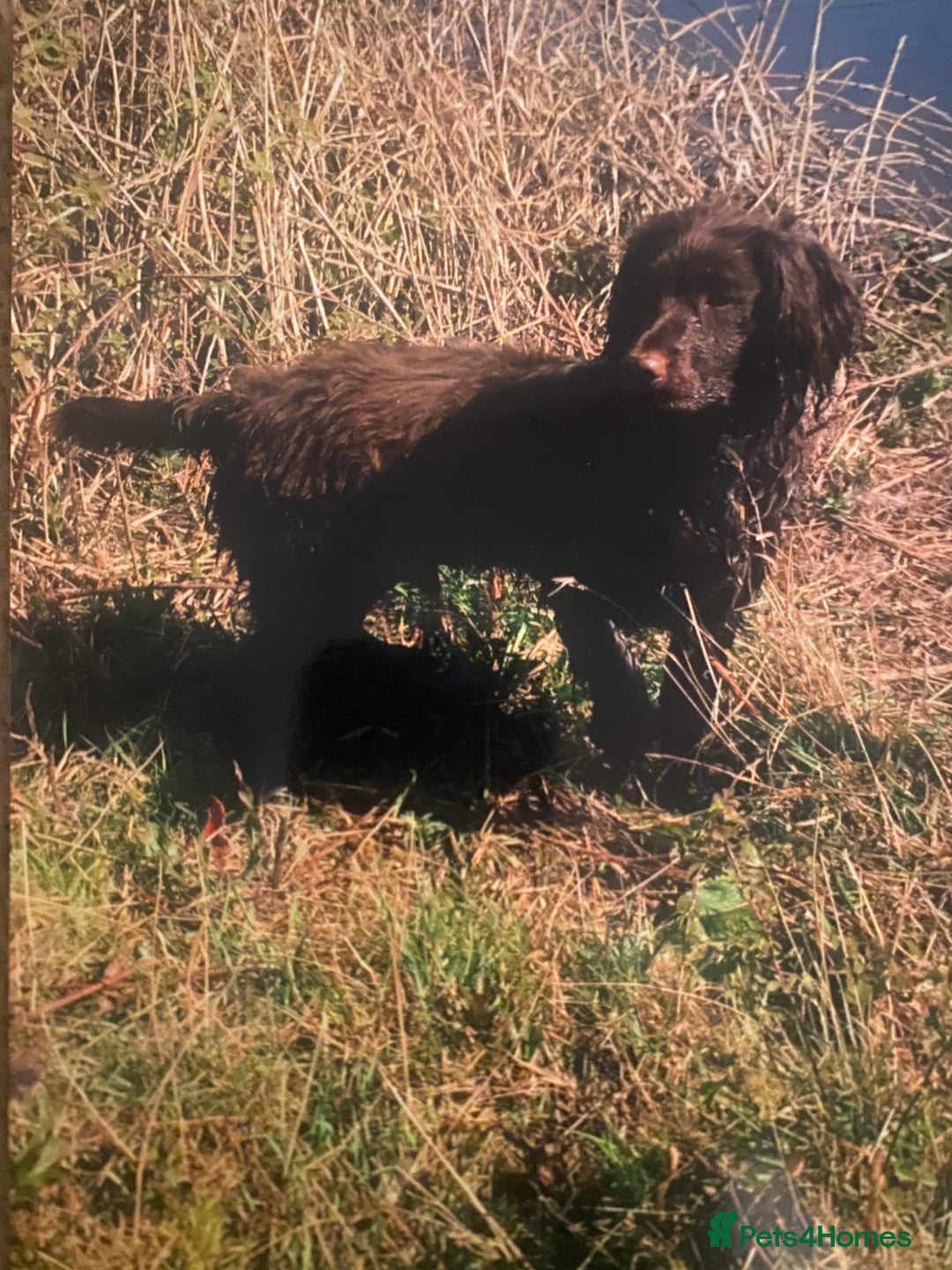 Cocker Spaniel dogs for sale: Working cocker spaniel  - Advert 2