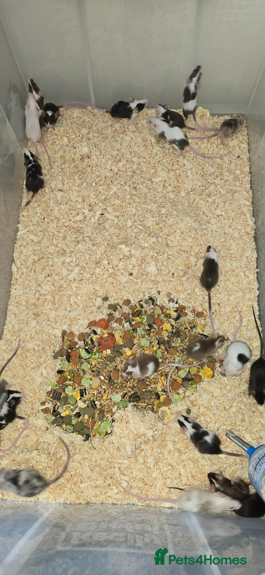 Mouse rodents for sale: Baby Fancy Mice, Mostly Female  - Advert 2