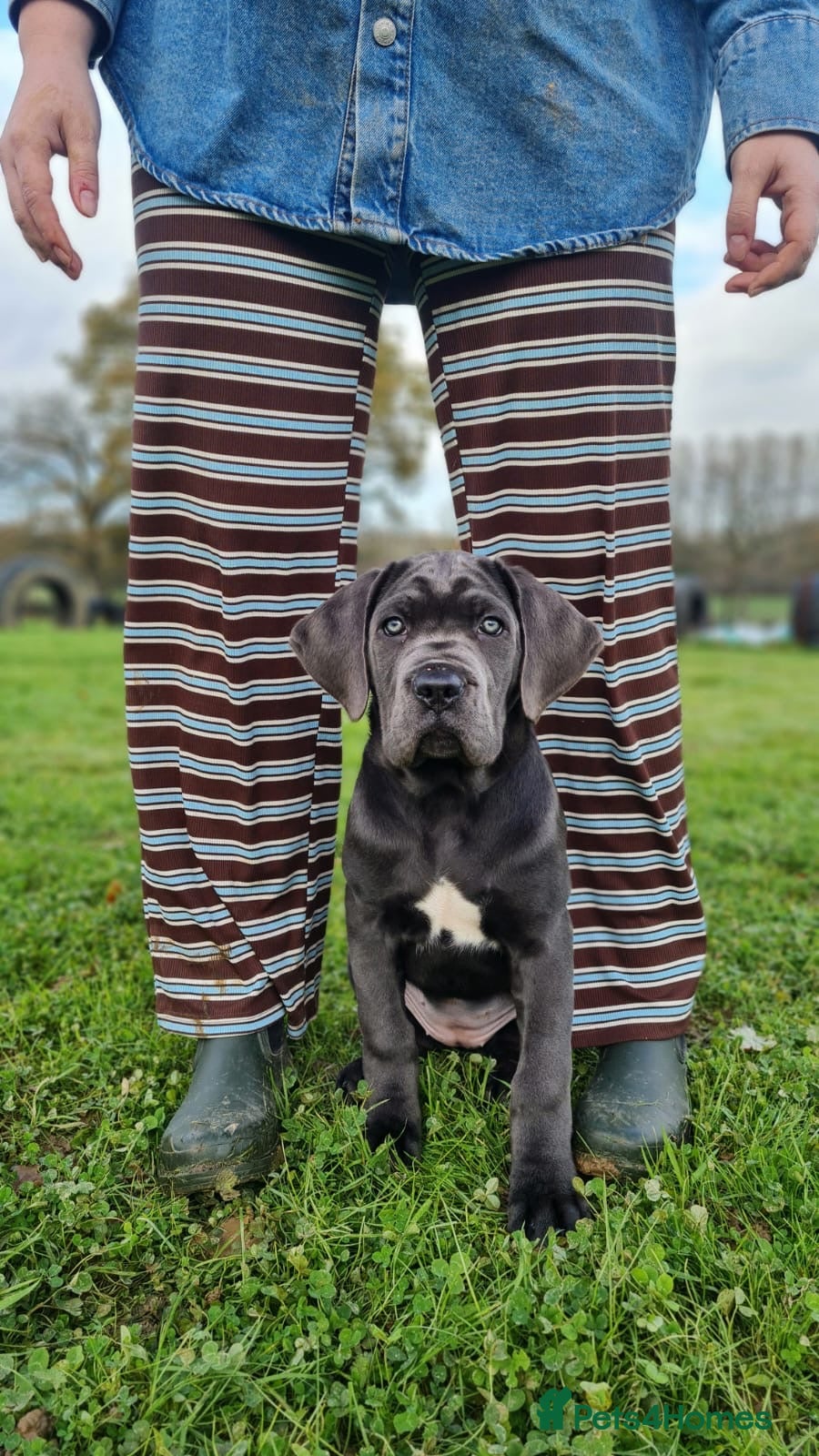 Cane Corso dogs Female Blue Cane Corso (Remi) - Advert 8