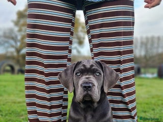 Cane Corso dogs Female Blue Cane Corso (Remi) - Advert 6