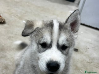 Siberian Husky dogs Gorgeous little husky pups - ready to go - Advert 10