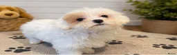 Maltipoo dogs for sale: Rare Red Parti and Biscuit Maltipoo Puppies - Advert 3