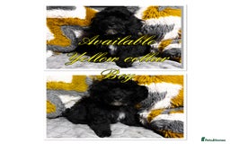 Maltipoo dogs for sale: Beautiful Maltipoo💙 boys and girls❤️ pra clear in Newark - Image 11