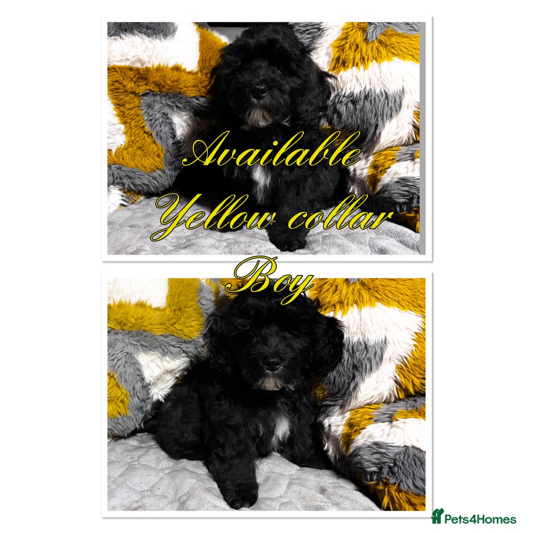 Maltipoo dogs for sale: Beautiful Maltipoo💙 boys and girls❤️ pra clear in Newark - Image 11