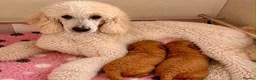 Goldendoodle dogs for sale: QUALITY GOLDENDOODLE PUPPIES READY! - Advert 2