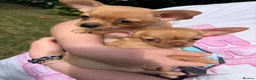 Chihuahua dogs for sale: 12 week old Chihuaha pups  - Advert 6