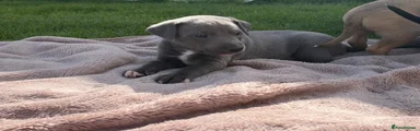 Whippet Puppy 1