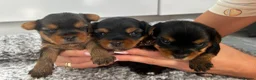 Yorkshire Terrier dogs for sale: Beautiful Yorkshire Terrier Puppies for Sale - Advert 5