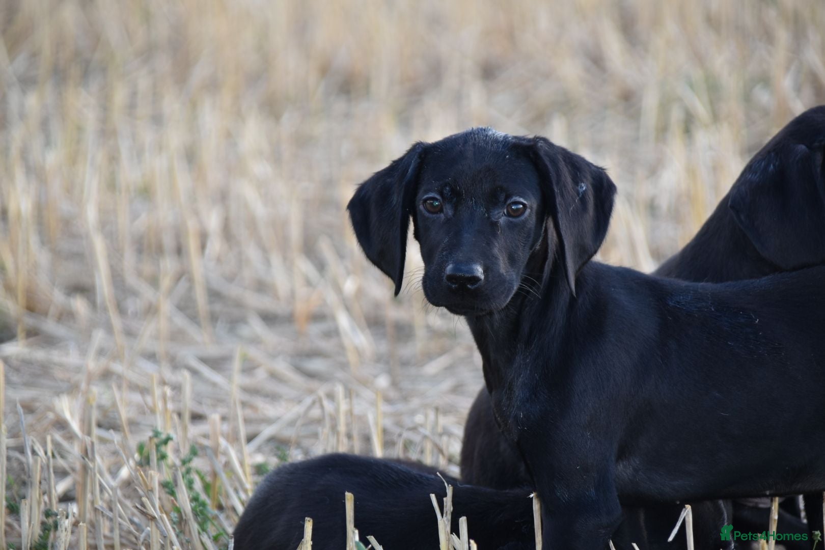 Mixed Breed dogs German short haired pointers x lurcher  - Advert 2
