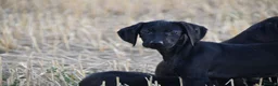 Mixed Breed dogs for sale: German short haired pointers x lurcher  - Advert 2