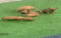 Mixed Breed dogs for sale: 8-Week-Old Puppies for Sale 3 Males, 1 Female - Image 7