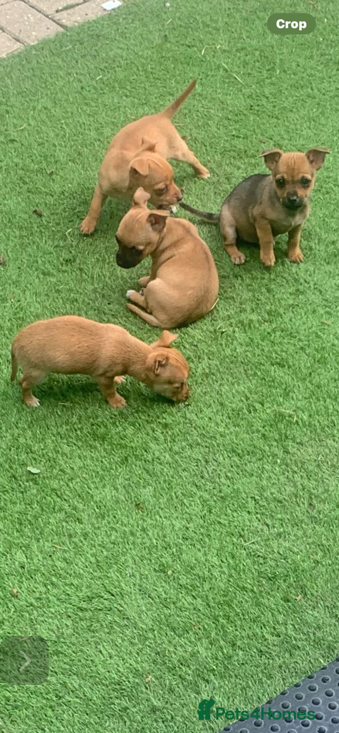 Mixed Breed dogs for sale: 8-Week-Old Puppies for Sale 3 Males, 1 Female - Image 7