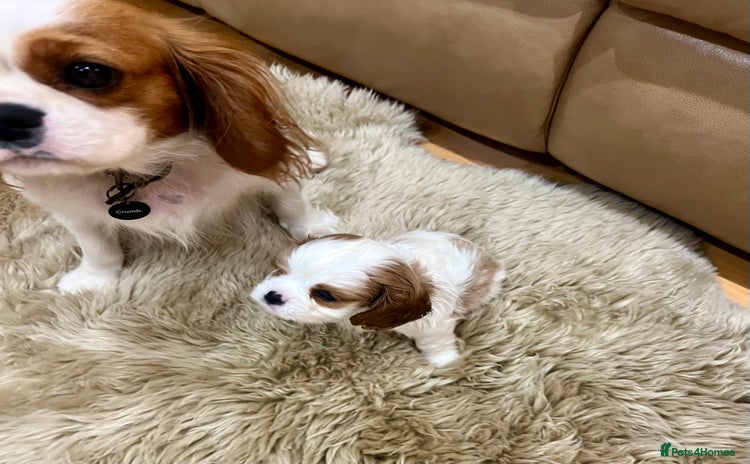 Cavalier King Charles Spaniel dogs ✨👑 KC Registered Cavalier King Charles Puppies - Advert 3