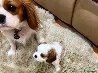Cavalier King Charles Spaniel dogs ✨👑 KC Registered Cavalier King Charles Puppies - Advert 3
