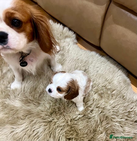 Cavalier King Charles Spaniel dogs ✨👑 KC Registered Cavalier King Charles Puppies - Advert 3