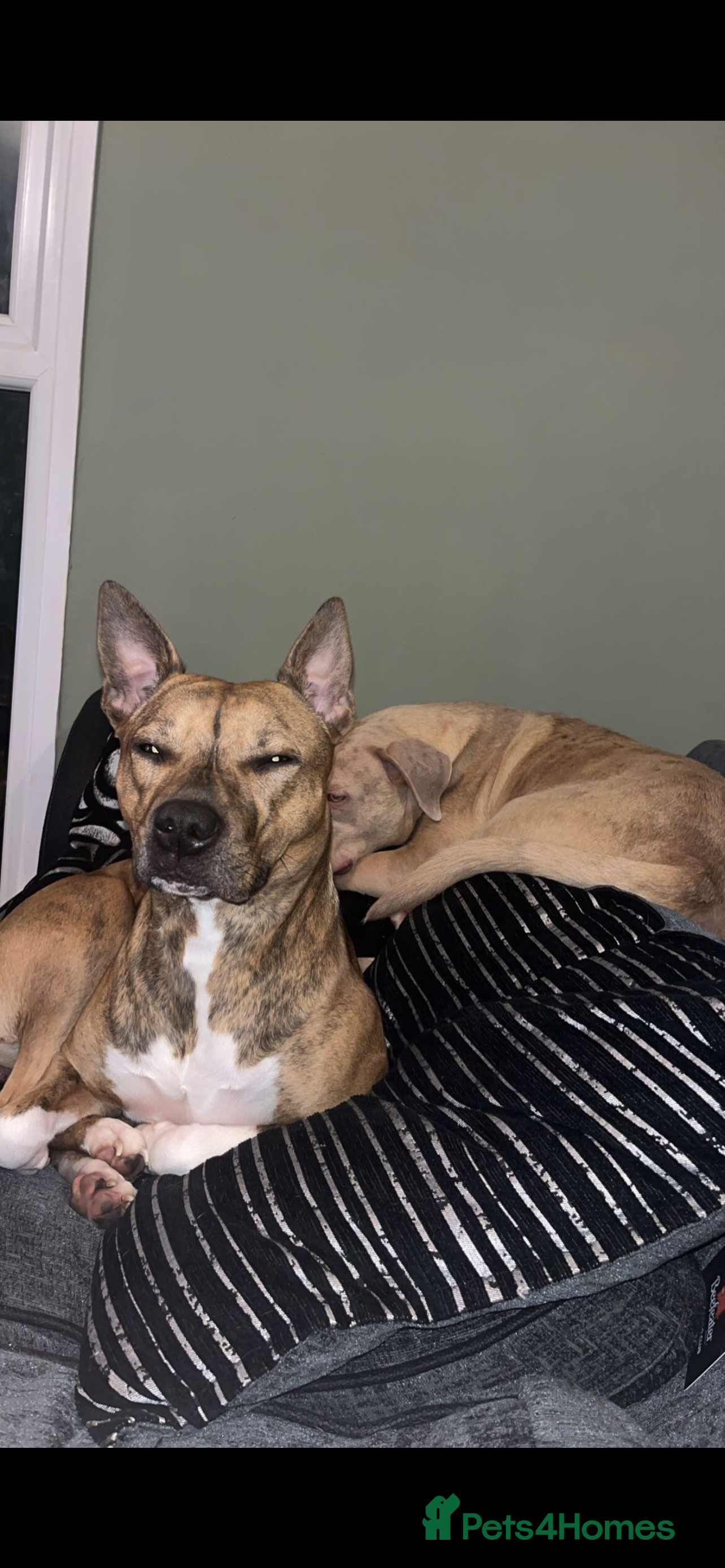 Mixed Breed dogs Trxie - Advert 1