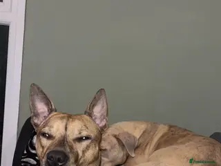 Mixed Breed dogs Trixie - Advert 8