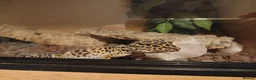 Leopard Gecko reptiles for sale: Leopard gecko and full set up in Lymington - Advert 1