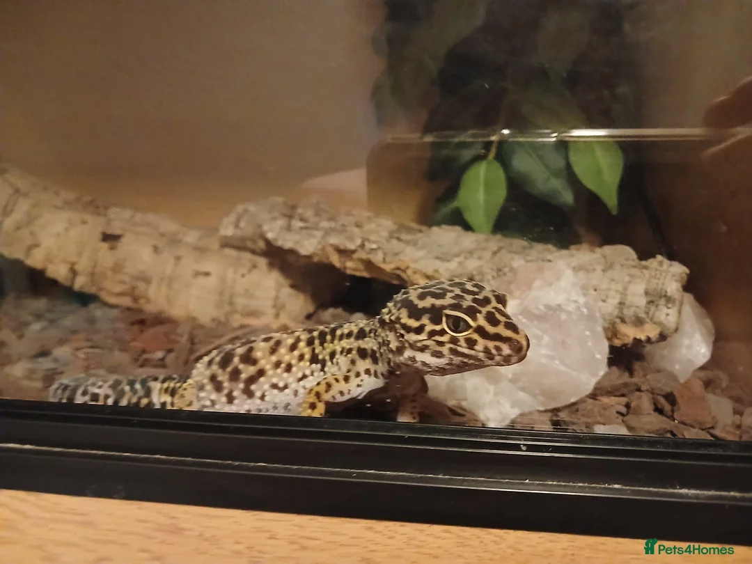 Leopard Gecko reptiles for sale: Leopard gecko and full set up in Lymington - Advert 1