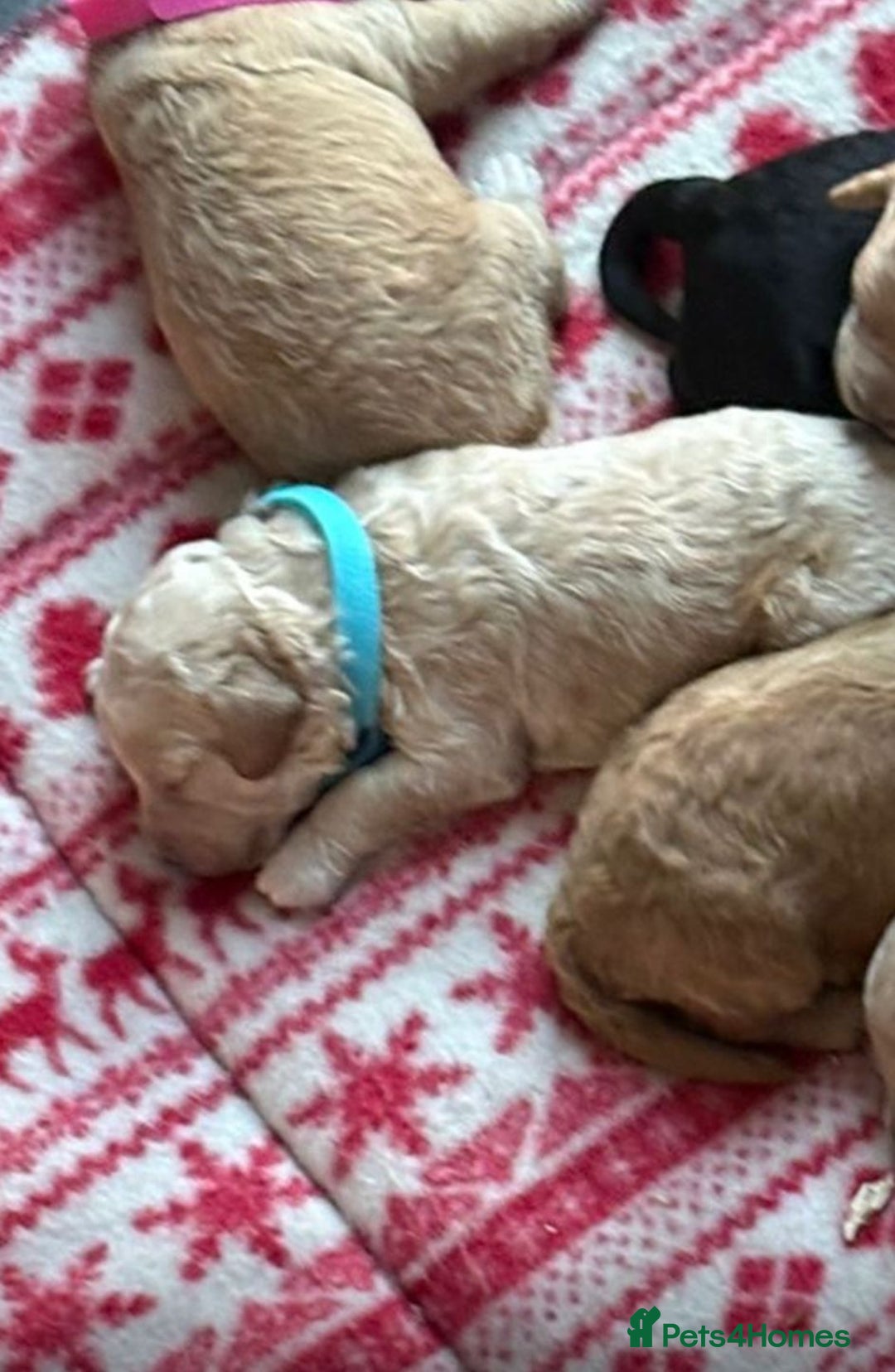 Cockapoo dogs for sale: Cockapoo pups  - Advert 2