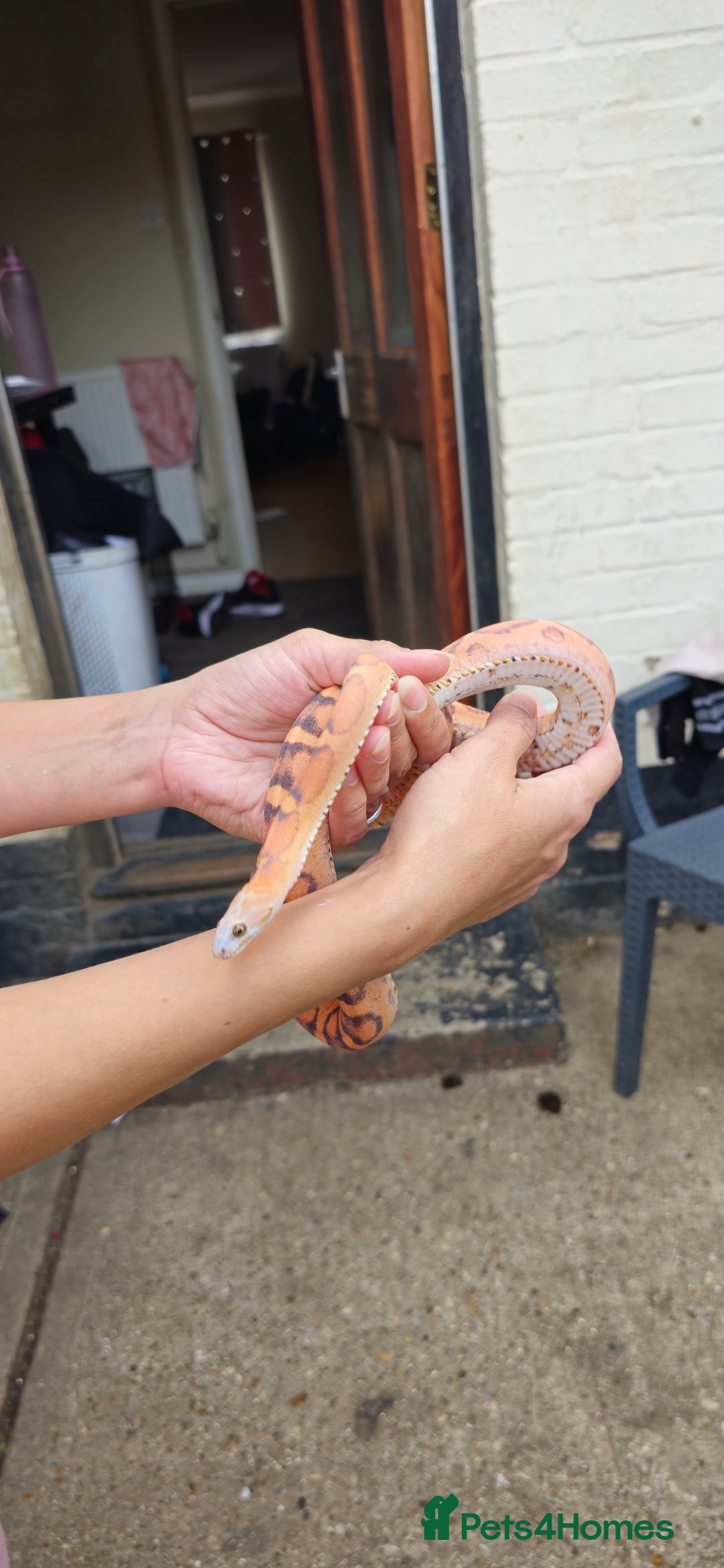 Corn Snake reptiles for sale: Corn Snakes  - Image 2