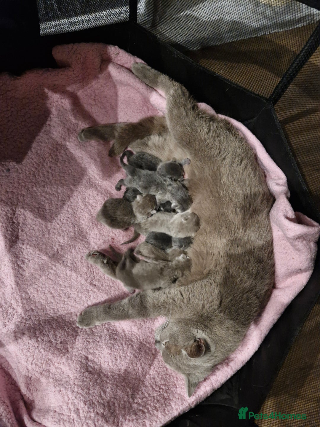 British Shorthair cats for sale: British blue and lilac shorthair - Image 5