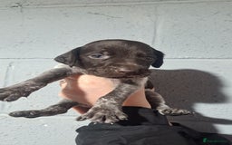 German Wirehaired Pointer dogs for sale: German Wirehaired Puppies 3Dogs READY NOW  in Consett - Image 33