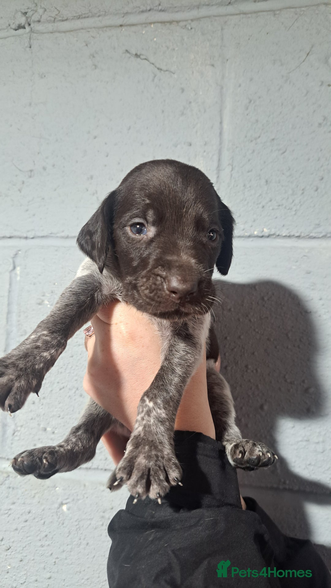 German Wirehaired Pointer dogs for sale: German Wirehaired Puppies 3Dogs READY NOW  in Consett - Image 33