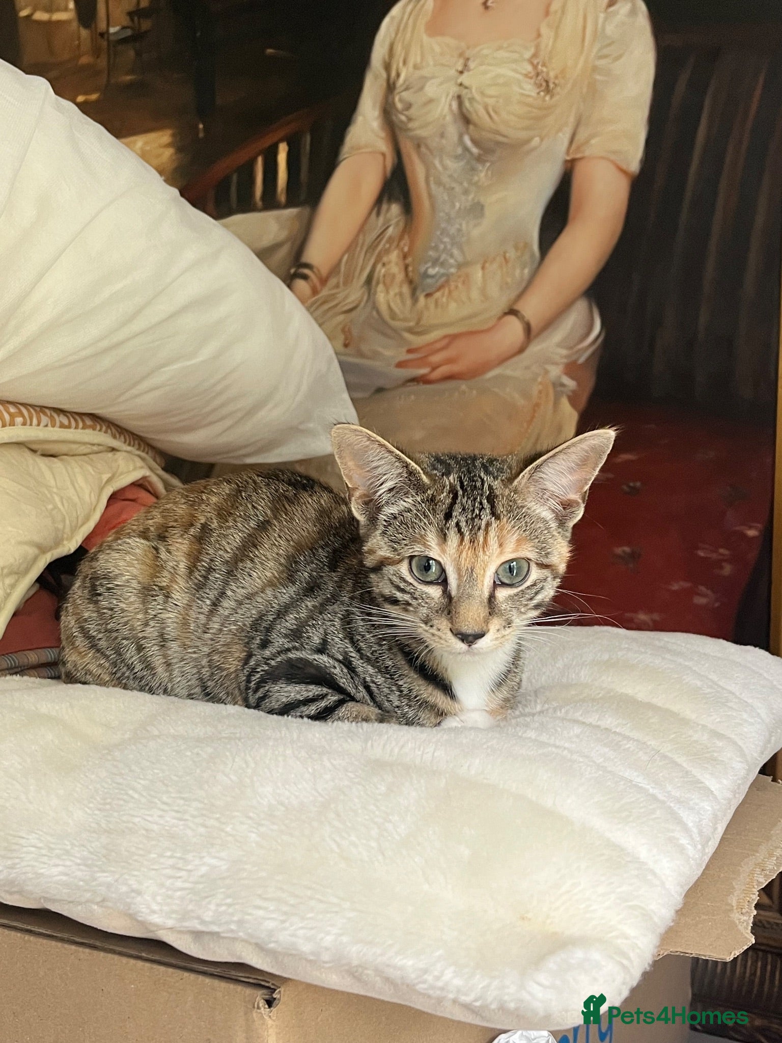 Mixed Breed cats Lovely tabby girl 🐾 - Advert 1