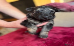 German Shepherd dogs for sale: Stunning long  German Shepherd puppies gsd pups  - Image 8