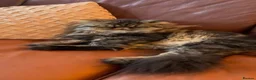 Mixed Breed cats for sale: Darky browniee - Advert 2