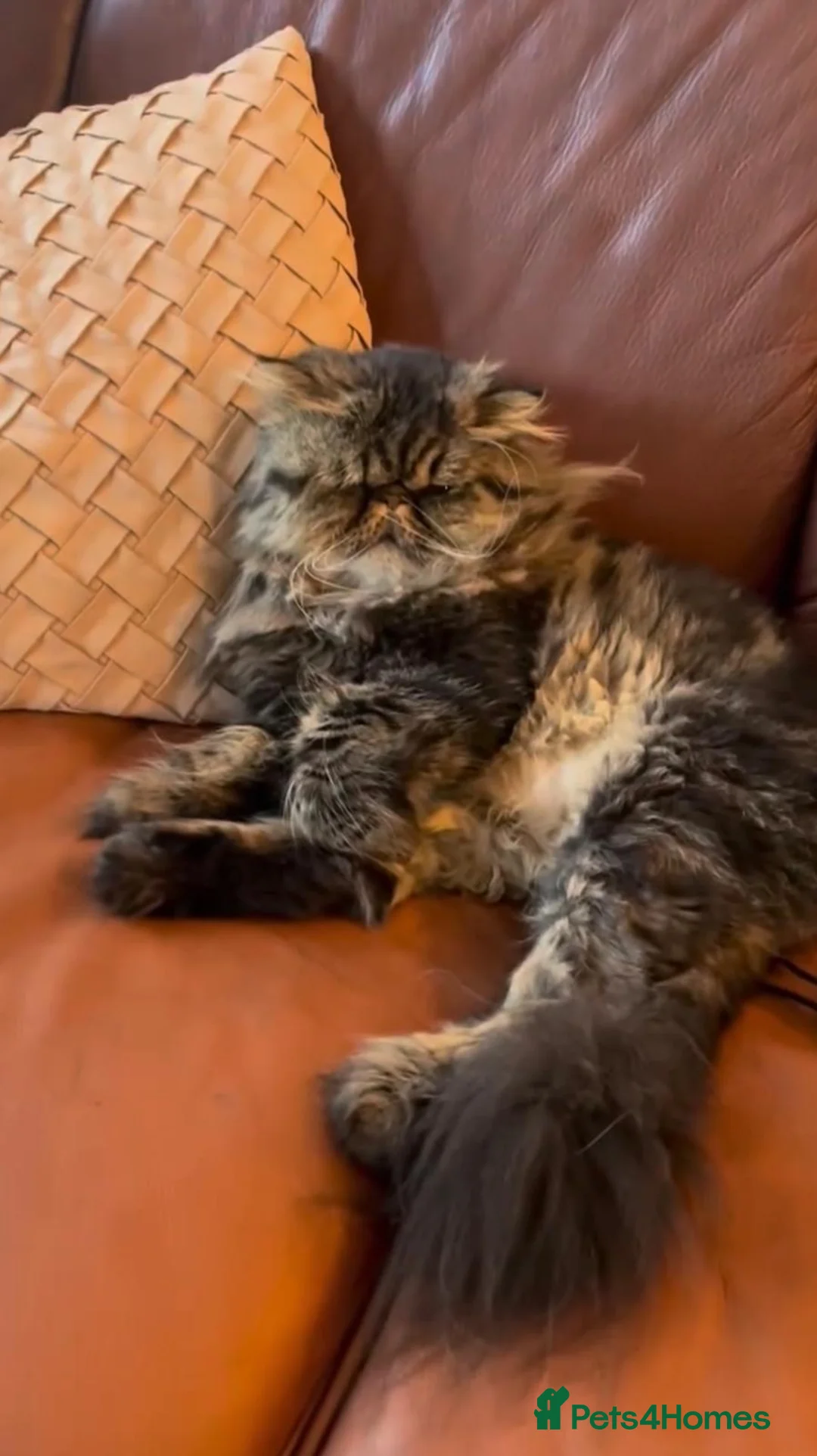 Mixed Breed cats for sale: Darky browniee - Advert 2