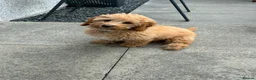 Cavapoo dogs for sale: Cavapoo Puppy in Aberdeen - Advert 1