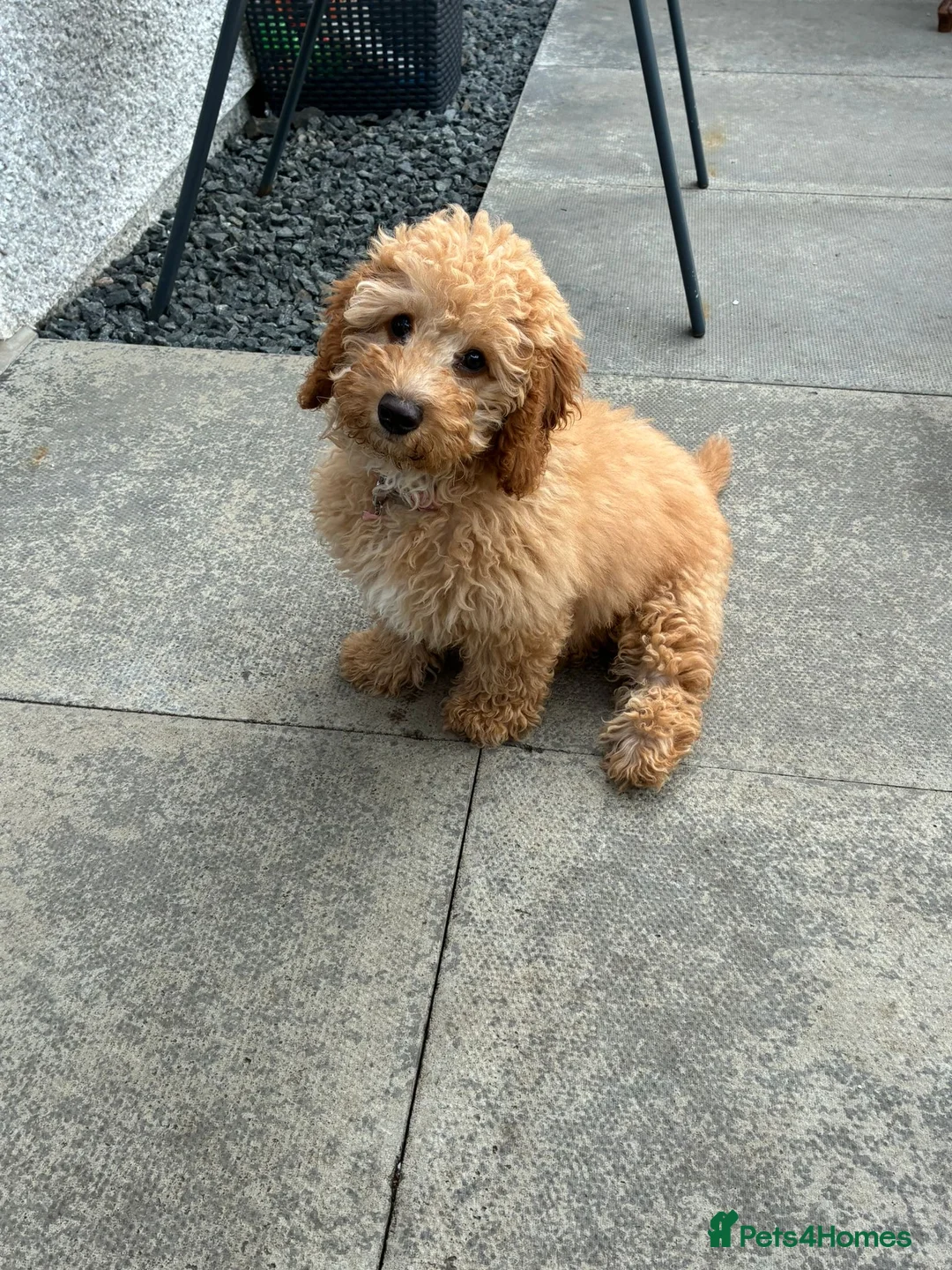 Cavapoo dogs for sale: Cavapoo Puppy in Aberdeen - Advert 1