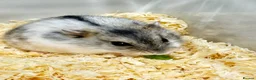 Hamster rodents for sale: Grey hamster  in Keighley - Advert 3