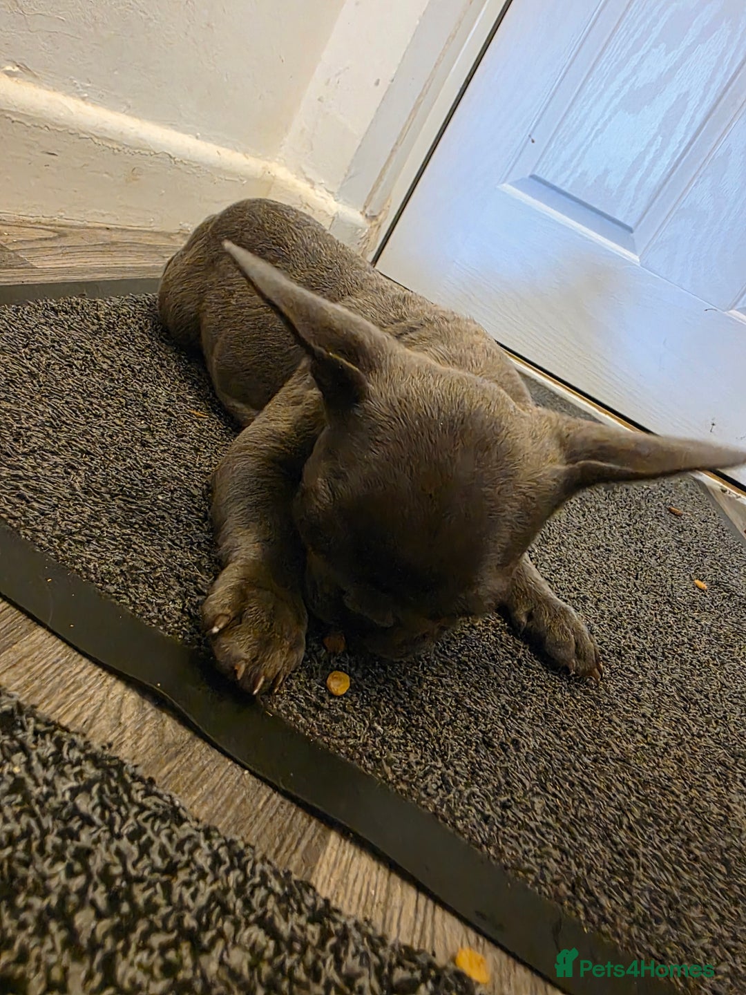 French Bulldog dogs for sale: Frenches  - Image 4
