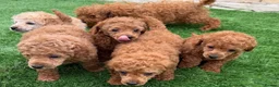 Toy Poodle dogs for sale: Kc red toy poodle puppys - Advert 20