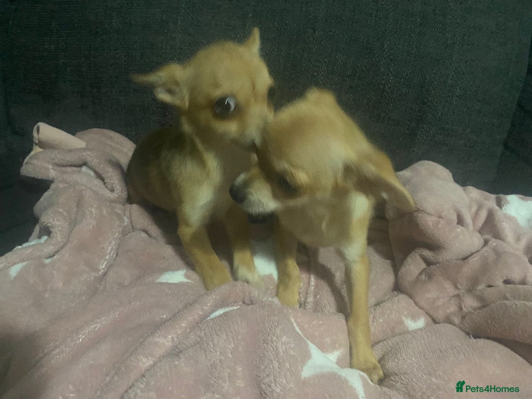 Chihuahua dogs for sale: Chihuahua pups  - Image 12