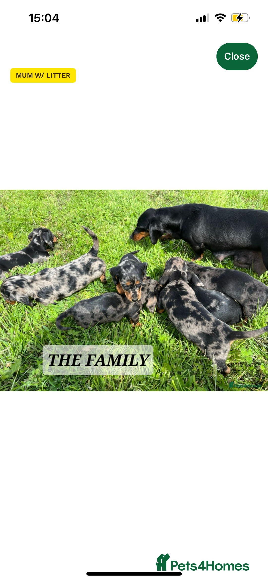 Miniature Dachshund dogs for sale: Lovely 6 month old girl for sale  - Advert 5