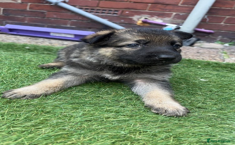German Shepherd dogs - Advert 14