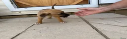 Mixed Breed dogs for sale: Puppies Ready to go the 31st - Advert 21